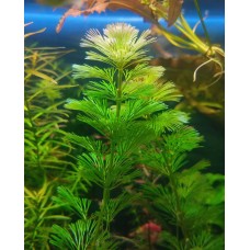 Кабомба – яскрава прикраса вашого акваріума!